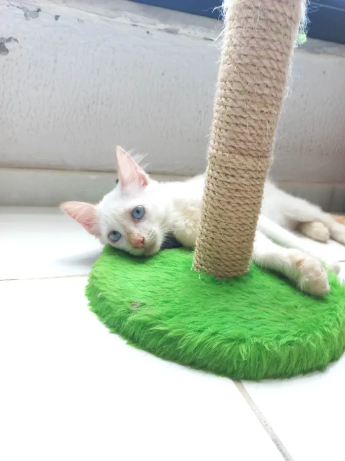 Gato raça Sem raça definida  idade 2 a 6 meses nome Don