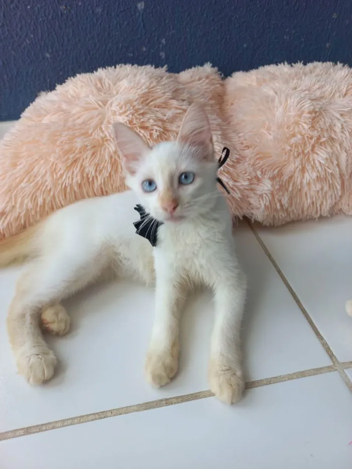 Gato raça Sem raça definida  idade 2 a 6 meses nome Don