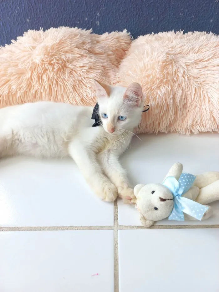 Gato raça Sem raça definida  idade 2 a 6 meses nome Don