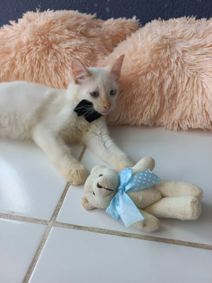 Gato raça Sem raça definida  idade 2 a 6 meses nome Don