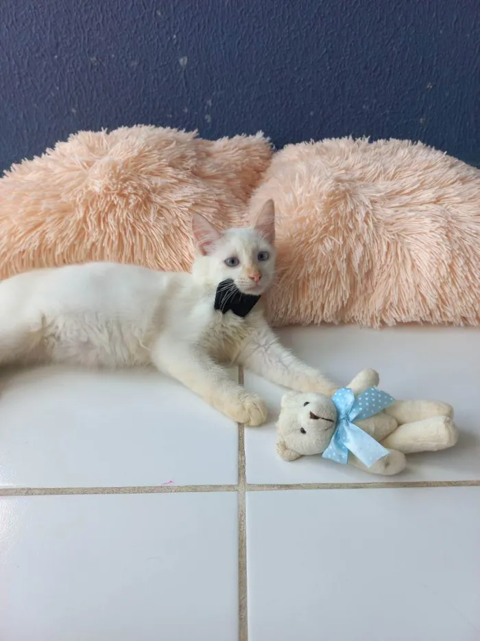 Gato raça Sem raça definida  idade 2 a 6 meses nome Don