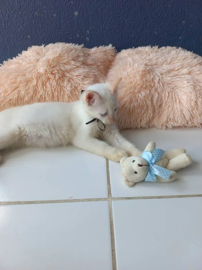 Gato raça Sem raça definida  idade 2 a 6 meses nome Don