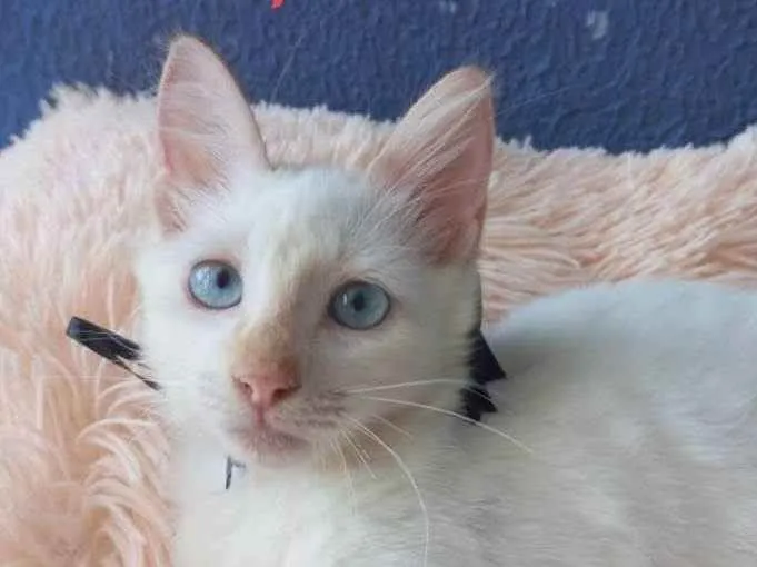 Gato raça Sem raça definida  idade 2 a 6 meses nome Don
