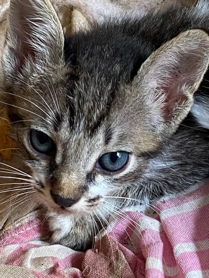 Gato raça Indefinida idade 2 a 6 meses nome Nina