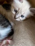 Nina