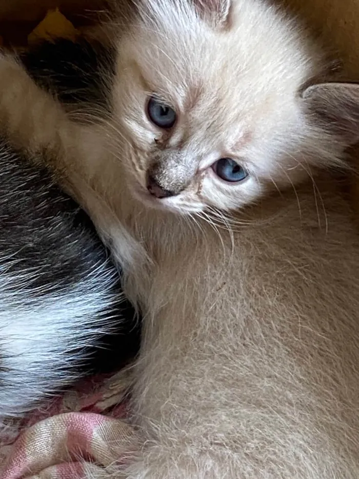 Gato raça Indefinida idade 2 a 6 meses nome Nina