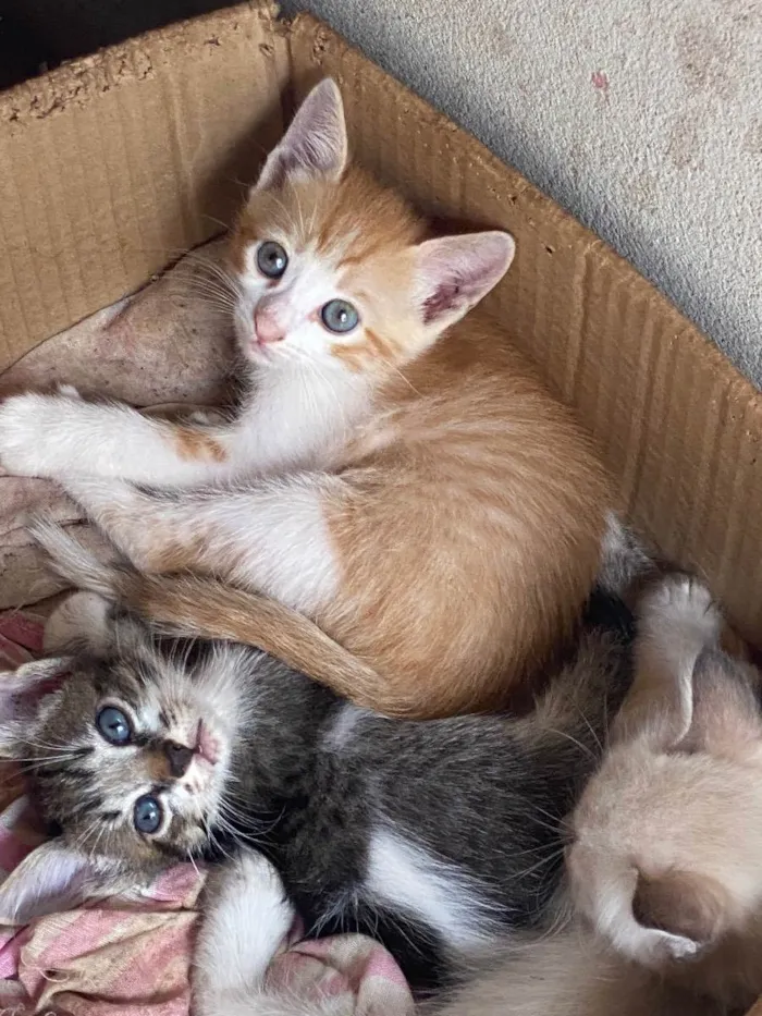 Gato raça Indefinida idade 2 a 6 meses nome Nina