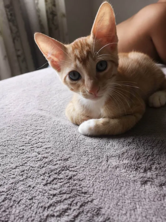 Gato raça Sem raça  idade 2 a 6 meses nome Nagine