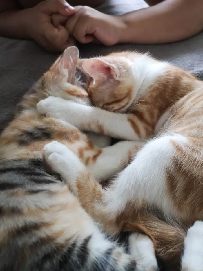 Gato raça Sem raça  idade 2 a 6 meses nome Nagine