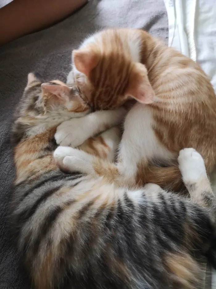 Gato raça Sem raça  idade 2 a 6 meses nome Nagine
