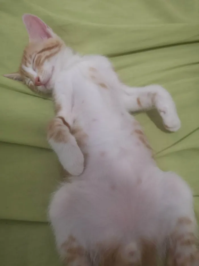 Gato raça Sem raça  idade 2 a 6 meses nome Nagine