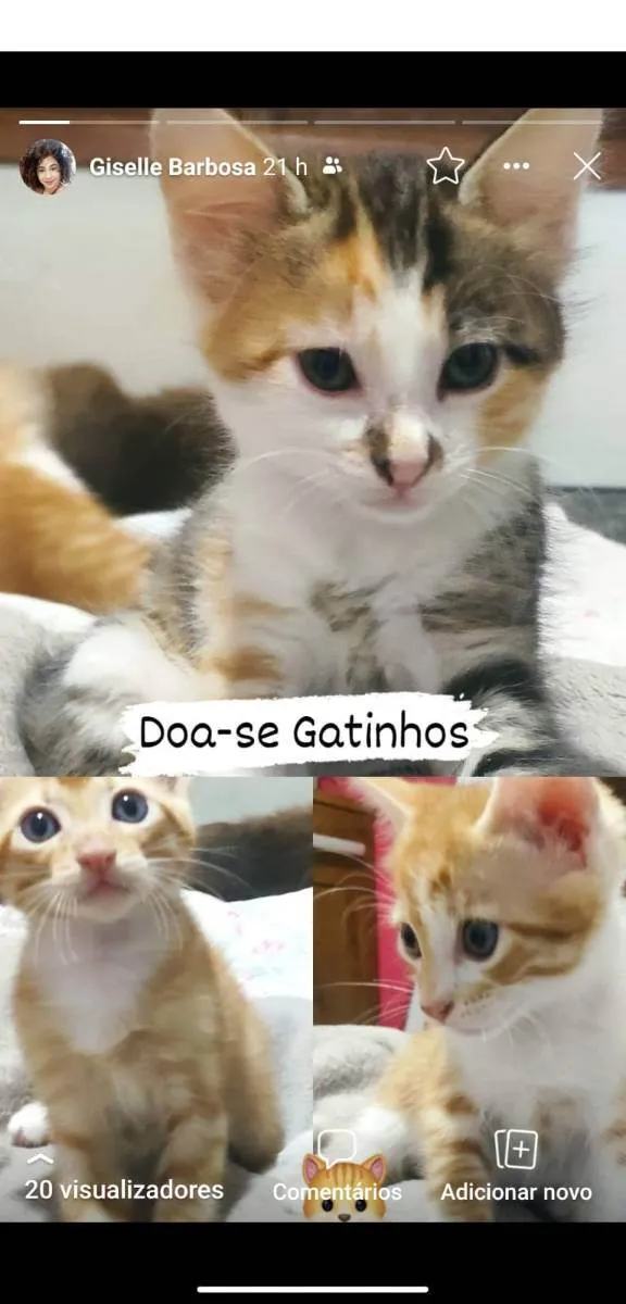 Gato raça Sem raça  idade 2 a 6 meses nome Nagine