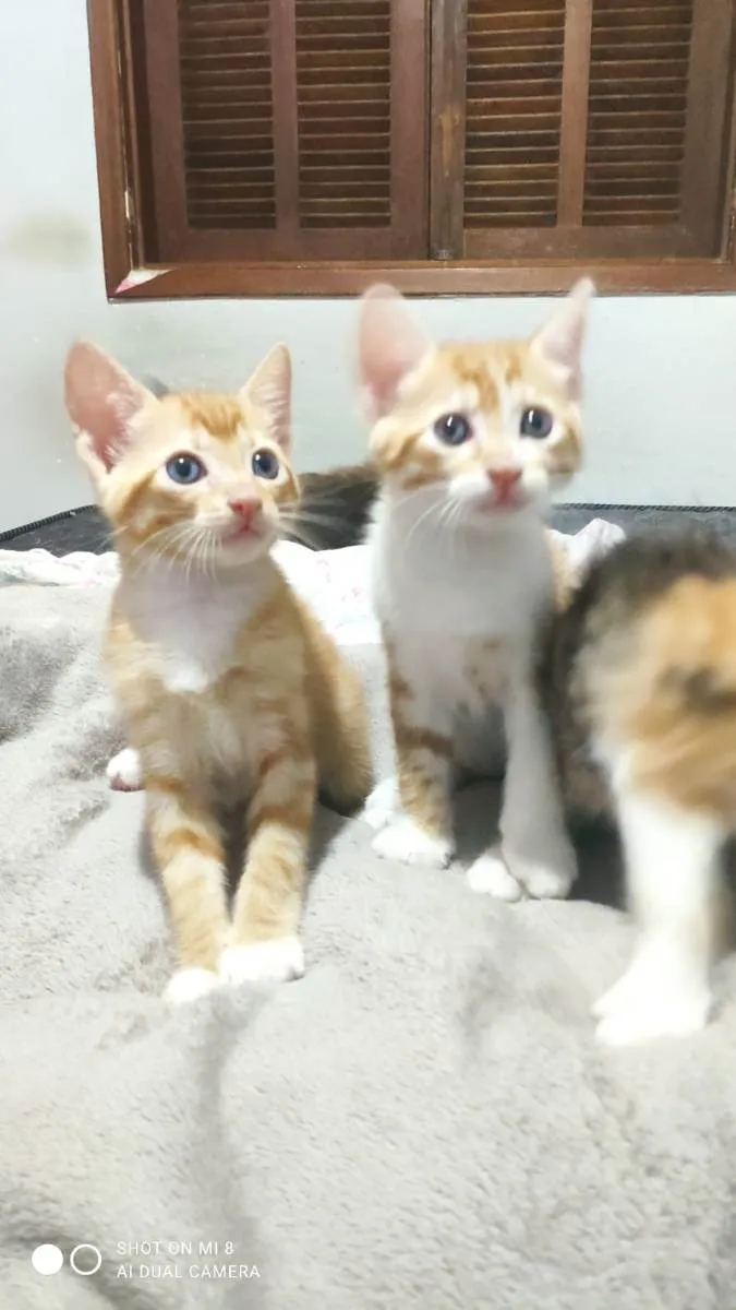 Gato raça Sem raça  idade 2 a 6 meses nome Nagine