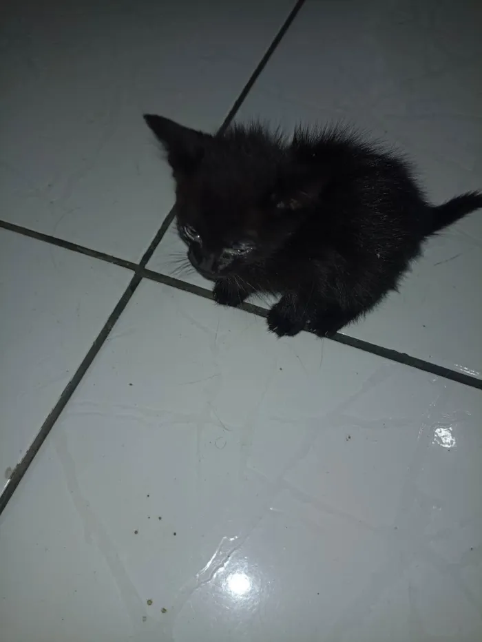 Gato ra a Gato  idade 2 a 6 meses nome Priscila e Bruce 