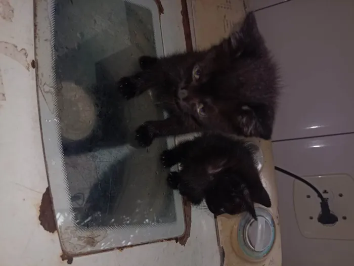Gato ra a Gato  idade 2 a 6 meses nome Priscila e Bruce 