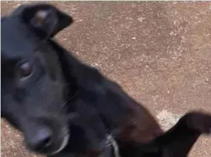 Cachorro raça srd com salsicha idade 7 a 11 meses nome belinha