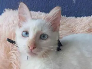 Gato raça Sem raça definida  idade 2 a 6 meses nome Don