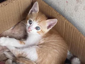 Gato raça Indefinida idade 2 a 6 meses nome Nina