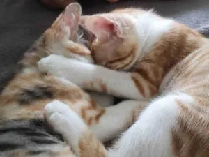 Gato raça Sem raça  idade 2 a 6 meses nome Nagine