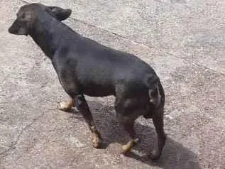 Cachorro ra a  idade 1 ano nome Não sei 