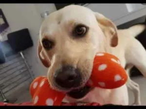 Cachorro raça Labrador  idade 6 ou mais anos nome Duke