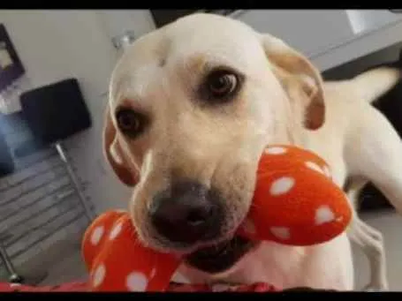 Cachorro ra a Labrador  idade 6 ou mais anos nome Duke