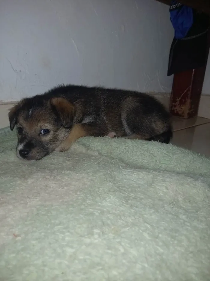 Cachorro raça  idade  nome Não tem nome