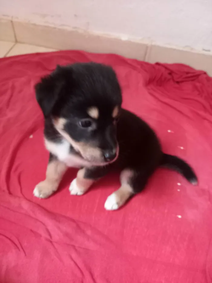 Cachorro raça  idade  nome Não tem nome