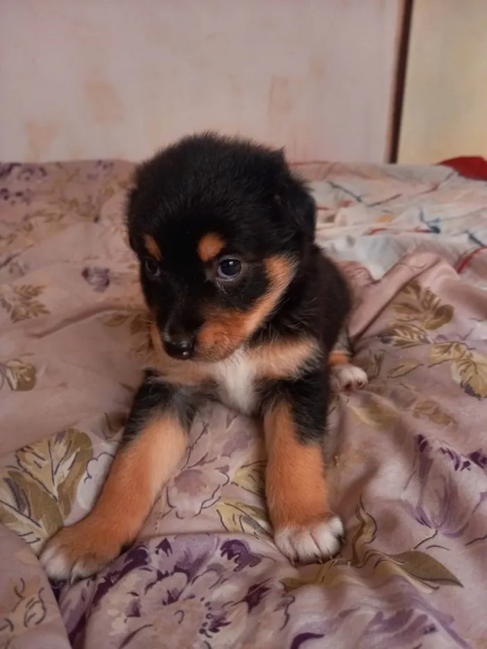 Cachorro raça  idade  nome Não tem nome