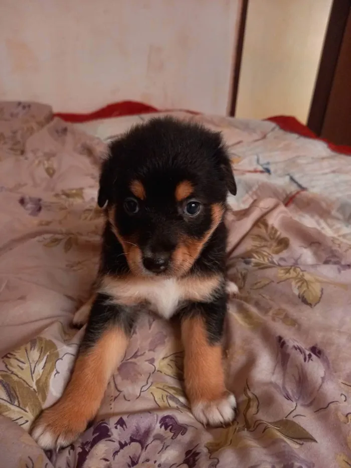 Cachorro raça  idade  nome Não tem nome