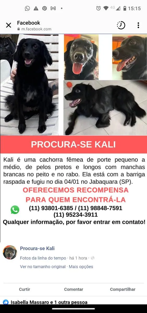 Cachorro ra a Srd idade 2 anos nome Kali 