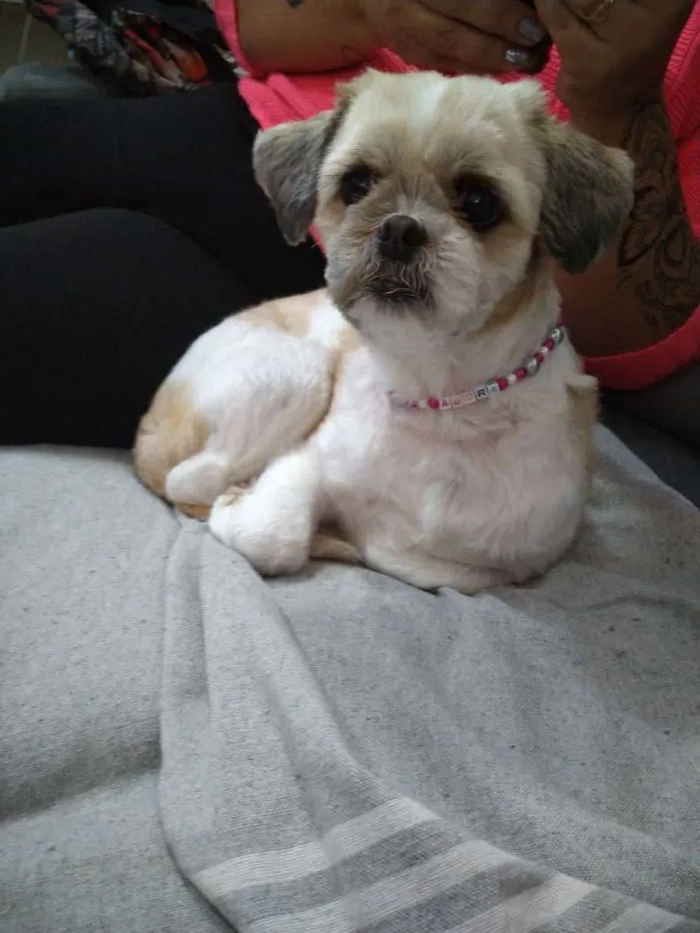Cachorro ra a Lhasa apso idade 4 anos nome Amora