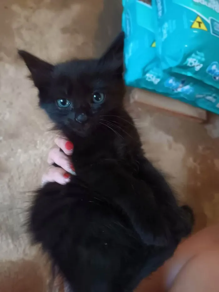 Gato raça SRD idade Abaixo de 2 meses nome sem nome