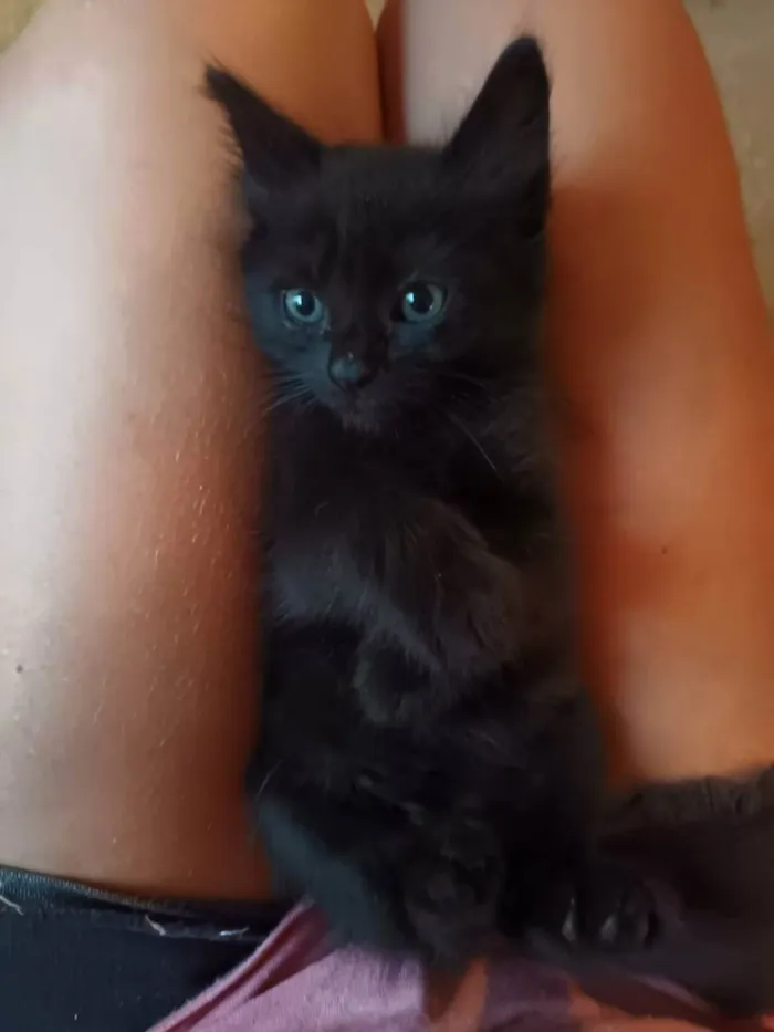 Gato raça SRD idade Abaixo de 2 meses nome sem nome