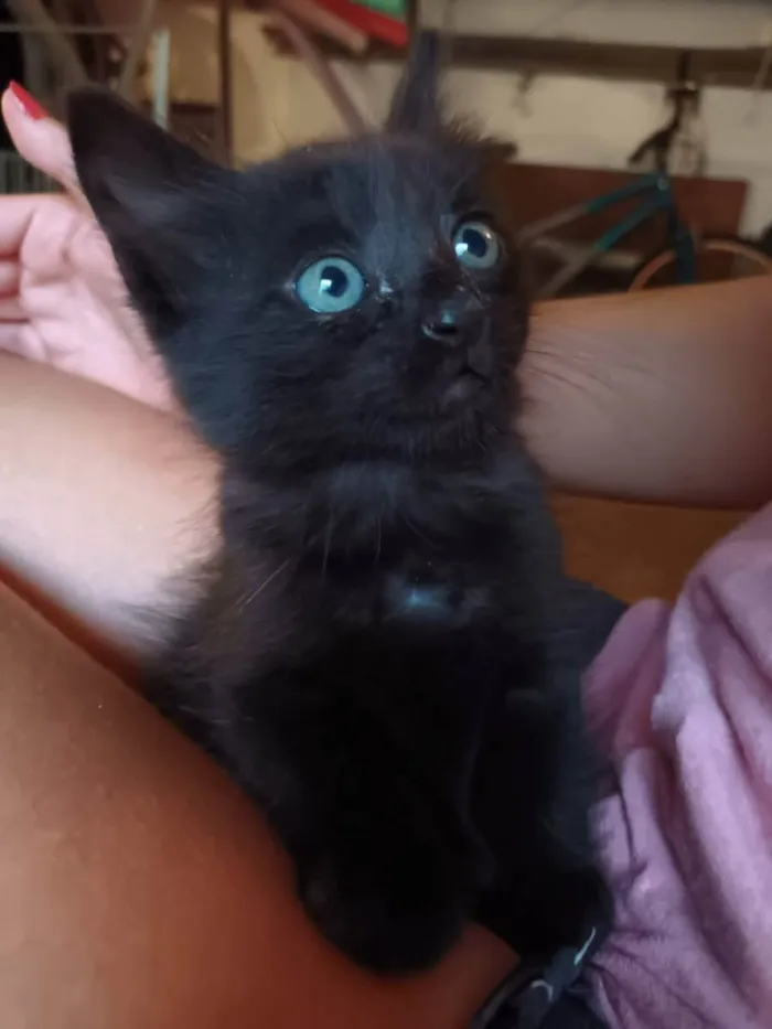 Gato raça SRD idade Abaixo de 2 meses nome sem nome