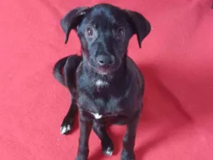 Cachorro raça Vira lata  idade 2 a 6 meses nome Tot