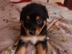 Cachorro raça  idade  nome Não tem nome