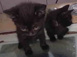 Gato raça Gato  idade 2 a 6 meses nome Priscila e Bruce 