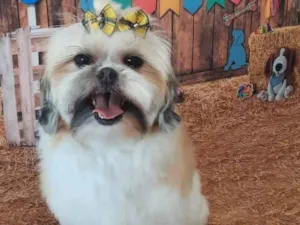 Cachorro raça Lhasa apso idade 4 anos nome Amora