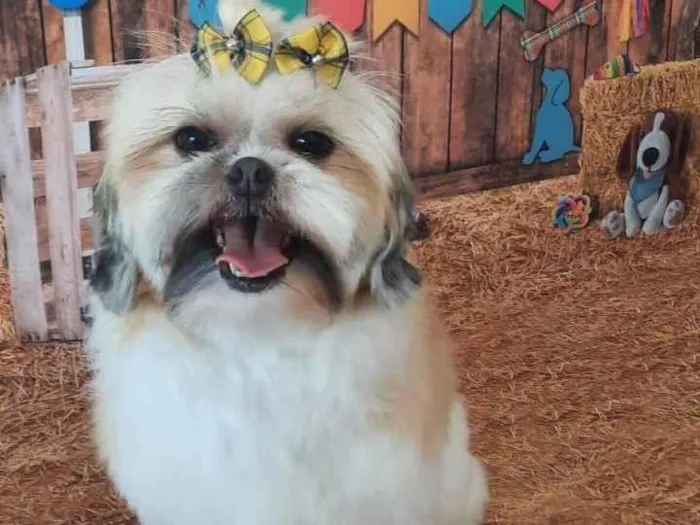 Cachorro ra a Lhasa apso idade 4 anos nome Amora