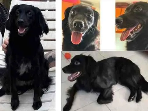 Cachorro ra a Srd idade 2 anos nome Kali 