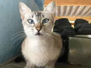 Gato raça SRD idade 2 anos nome Mel