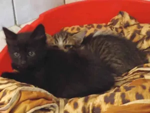 Gato raça SRD idade Abaixo de 2 meses nome sem nome