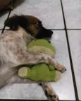 Milu