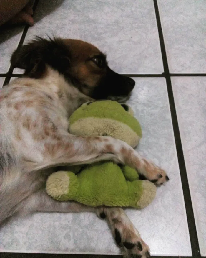 Cachorro ra a SRD idade 4 anos nome Milu