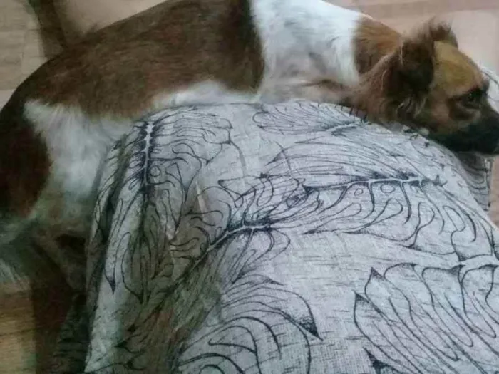 Cachorro ra a SRD idade 4 anos nome Milu
