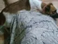 Milu
