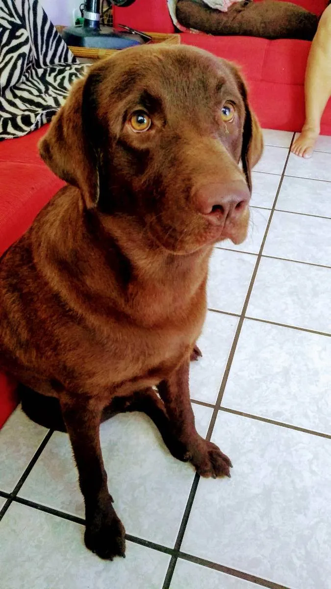 Cachorro ra a Labrador idade 3 anos nome Buriti