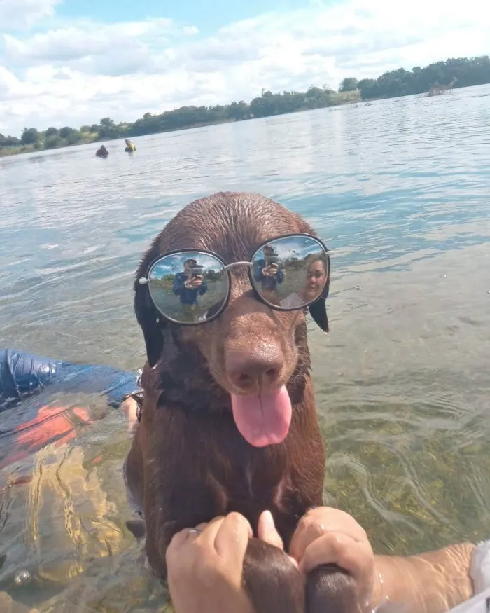 Cachorro ra a Labrador idade 3 anos nome Buriti