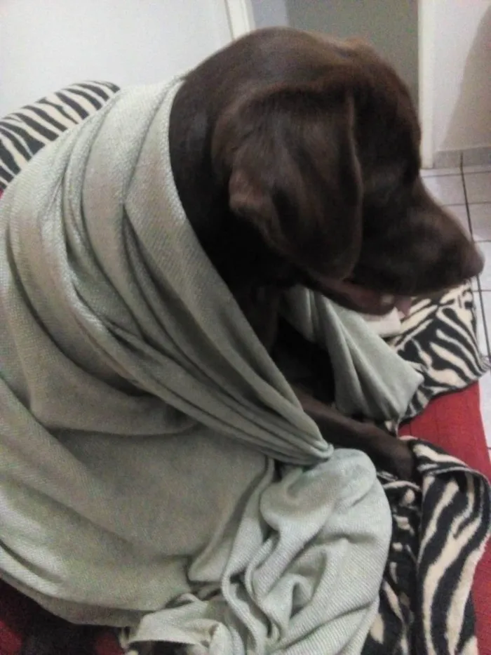 Cachorro ra a Labrador idade 3 anos nome Buriti
